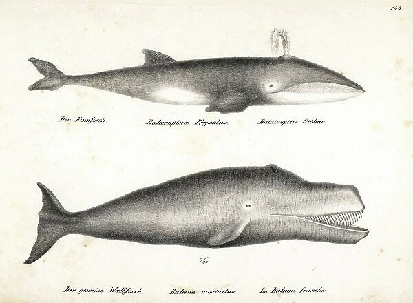 Fin whale, Balaenoptera physalus (endangered) and bowhead whale, Balaena mysticetus. Lithograph by Karl Joseph Brodtmann from Heinrich Rudolf Schinz's Illustrated Natural History of Men and Animals, 1836