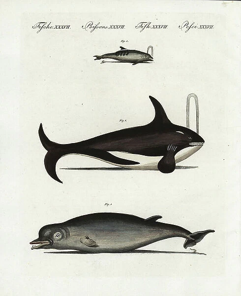 Fin whale or whale (fin whale) Balaenoptera physalus, endangered 1, bottlenose dolphin (grand dolphin), Tursiops truncatus 2, and northern bottom-nosed whale (hyperoodon boreal or arctic), Hyperoodon ampullatus 3