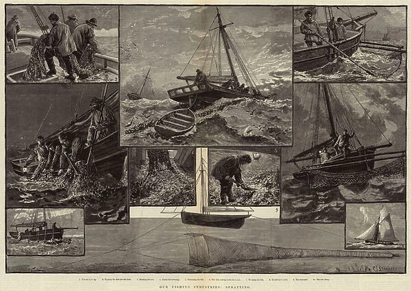Our Fishing Industries, Spratting (engraving)