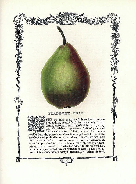 Fladbury pear. Lithograph by Benjamin Maund (1790-1863) published in The Fruitist, London, England, 1850. Fladbury pear, Pyrus communis, within a Della Robbia ornamental frame with text below