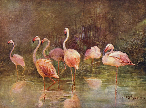 Flamingos (colour litho)