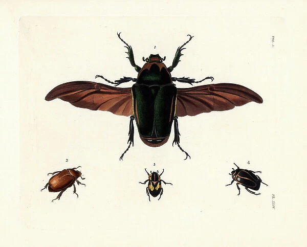 Flower beetle, Mecynorrhinella torquata 1, Agrilinus rufus 2, Rutela lineola 3, and Macraspis cincta 4. Handcoloured lithograph from John O. Westwood's new edition of Dru Drury's ' Illustrations of Exotic Entomology,' Bohn, London, 1837