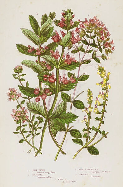 Flowering Plants of Great Britain: Wild Thyme, Majorum, Wood Germander, Water Germander, Wall Germander (colour litho)