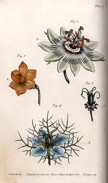 Flowers of passion fruit or passion flowers, narcissus and nigella. Coloured copper engraving, illustration by Sydenham Edwards (1768-1819) for Conferences of Botanical, Botanical Garden of Lambeth (England), 1805, by William Curtis (1746-1799)