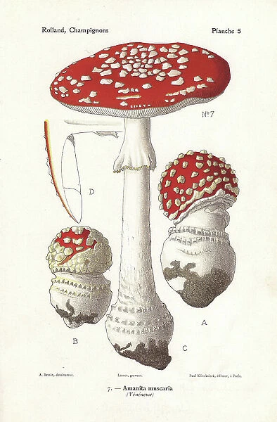 Fly agaric mushroom, Amanita muscaria. Poisonous psychoactive mushroom. Chromolithograph by Lassus after an illustration by A. Bessin from Leon Rolland's Guide to Mushrooms from France, Switzerland and Belgium, Atlas des Mushrooms, Paul Klincksieck