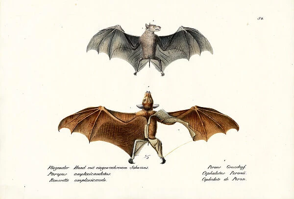 Flying Foxes, 1824 (colour litho)
