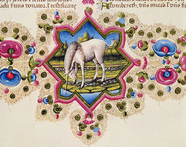 Fol. 245V A Unicorn, from the Borso d Este Bible Vol. II, 1455-61 (vellum)