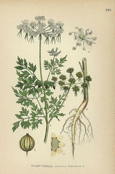Fool's parsley, Aethusa cynapium