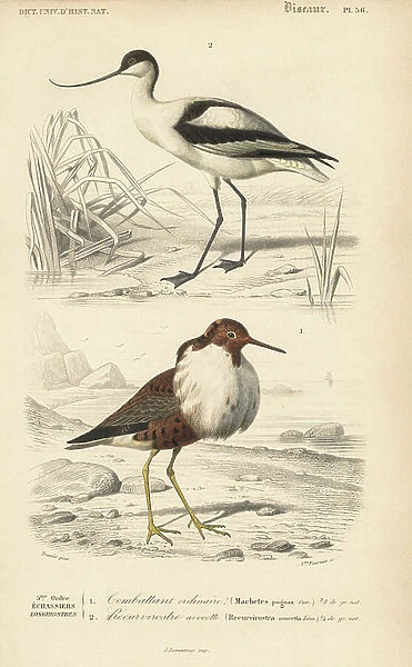 Foot avocet, Recurvirostra avosetta, and ruff, Philomachus pugnax. Handcoloured engraving by widow Fournier after an illustration by Edouard Travies from Charles d'Orbigny's Dictionnaire Universale d'Histoire Naturelle (Dictionary of Natural History)