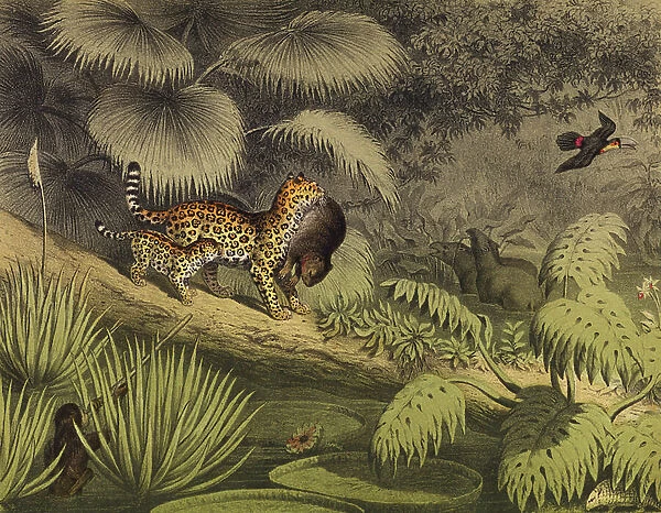 A forest in Guiana, showing the Victoria Regia and other plants (colour litho)