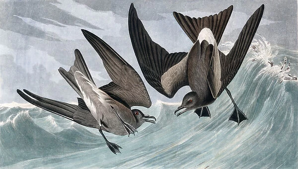 Fork Tailed Petrel, Thalassidroma Leachii, from 'The Birds of America'