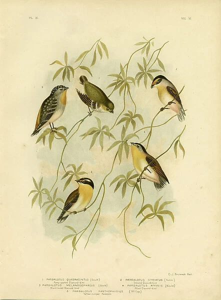 Forty-Spotted Diamondbird Or Forty-Spotted Pardalote, 1891 (colour litho)