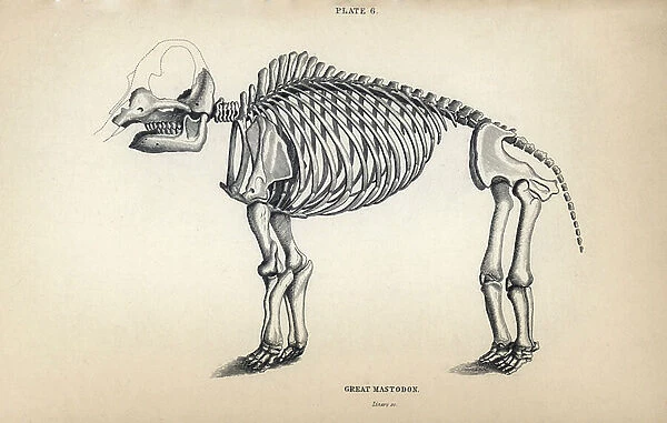 Fossil skeleton of the mastodon mammut americanum Lithograph by William Lizars, for ' Bibliotheque naturaliste, mammals, pachyderms or quadrupedes with fine skin', by Sir William Jardine, published in 1836 in Edinburgh (Scotland)