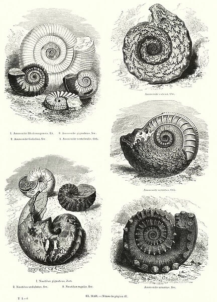 Fossils of ammonites and nautilus (litho)