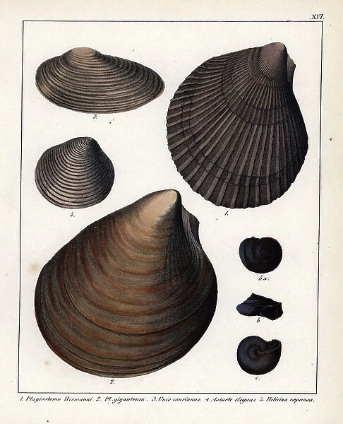 Fossils of bivalve species: Plagiostoma hermanni, Pl. giganteum, Unio concinnus, clam Astarte elegans and a small snail terreHelicina expansa. Lithographie in Petrefactenbuch (Book of Petrification) by Dr