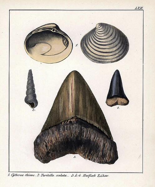 Fossils of clam Cytheria chione, sea snail Turitella scalata and shark tooth. Lithographie in Petrefactenbuch (Book of Petrification) by Dr. F.A.Schmidt, published in Stuttgart (Germany) in 1855 by Verlag von Krais and Hoffmann