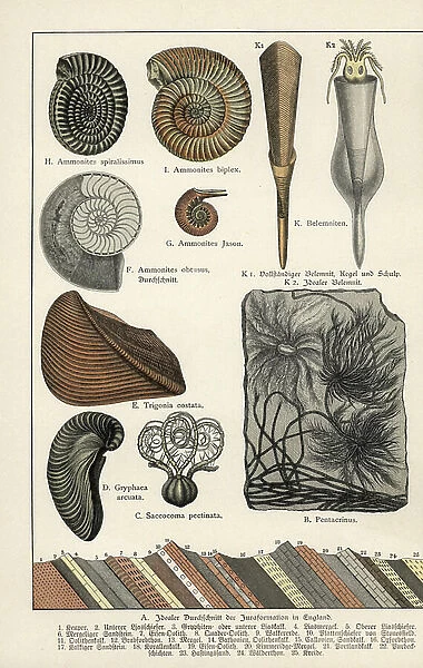 Fossils of various marine species faded - Chromolithography of Geology and Paleontology by Friedrich Rolle (1827-1887), extract from Natural History by Gotthilf Heinrich von Schubert (1780-1860), 1886 - Extinct crinoids Pentacrinites