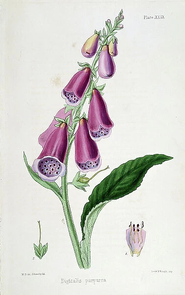 Foxglove (Digitalis purpurea) source of Digitalis, used from Medieval times as emetic and purgative. 19th century (lithograph)