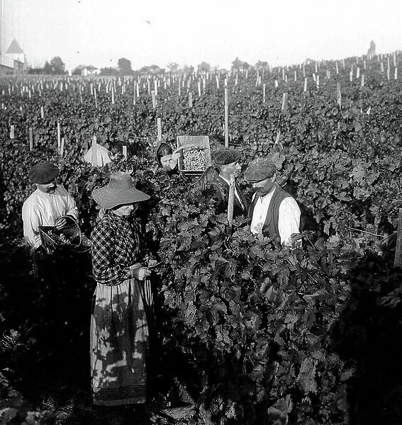 France, Aquitaine, Gironde (33), Bordeaux: harvest in Bordeaux by five pickers - Au fond, le Chateau, 1900