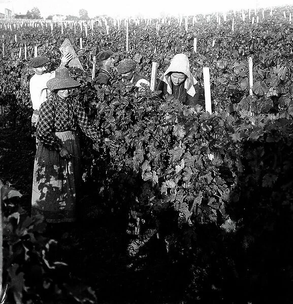France, Aquitaine, Gironde (33), Bordeaux: Bordeaux vineyards, grape harvesters at work, 1900
