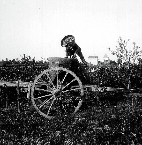 France, Aquitaine, Gironde (33), Bordeaux: harvest in Bordeaux, a grape harvester poured his hood into the bucket on a cart - At the bottom, the Chateau, 1900