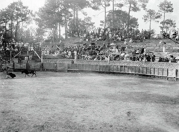 France, Aquitaine, Landes (40): arenes in the middle of the pines with toreador and bulls, 1900