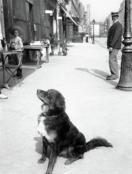 France, Ile-de-France, Paris (75): a dog poses on the sidewalk of a cafe terrace in a street where buildings are under construction, 1900