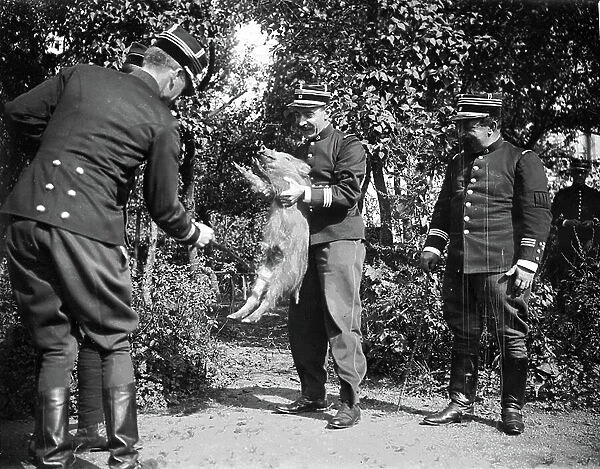 France, Lorraine, Vosges (88), Saint-Die: Officers in uniform pose a young boar with their mascot, 1895 - regiment no. 10
