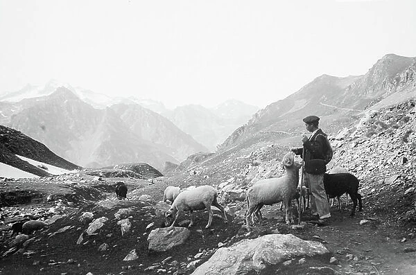 France, Midi-Pyrenees, Hautes-Pyrenees (65), Luz-Saint-Sauveur: August 1909, region of Luz Saint Sauveur, on the path to the peak of the Midi, a shepherd and his sheep in the high mountains, 1909