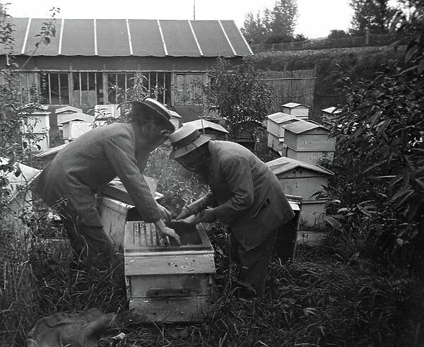 France, Rhone-Alpes, Rhone (69), Lyon: Beehives and bees at a beekeeper, smoking hives with a smoker, 1910