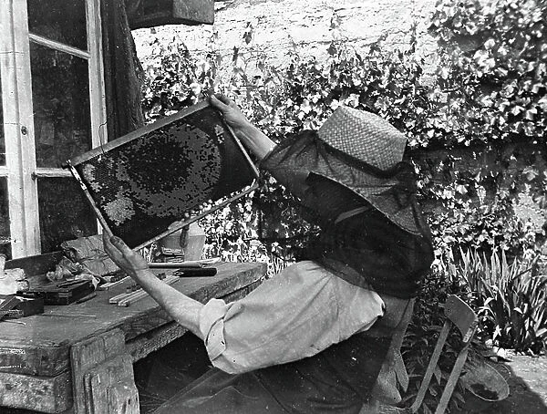 France, Rhone-Alpes, Rhone (69), Lyon: Bees and bees at a beekeeper, honey recovery phase, 1910