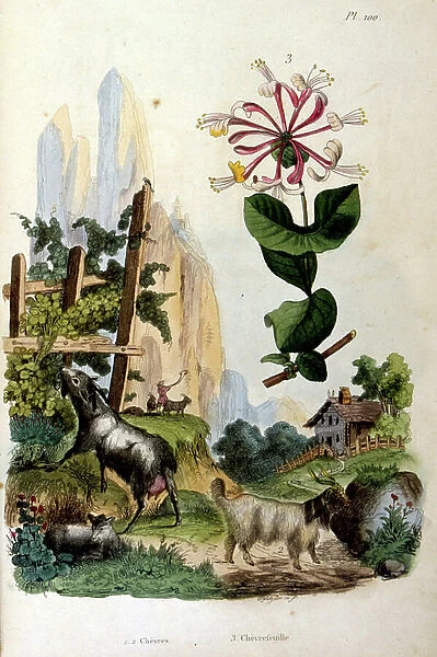French. Coloured illustration. dated circa 1884. depicting Swiss mountain goats