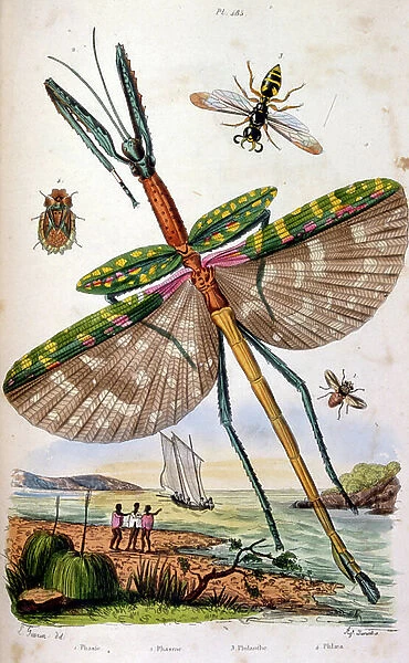 French. Coloured illustration. dated circa 1884. depicting various tropical insects including a large dragon fly