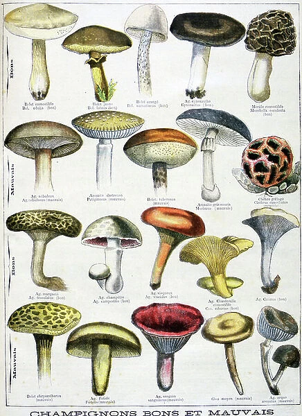 French culinary poster showing edible and poisoness mushrooms, 1896