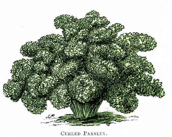 French curled Parsley