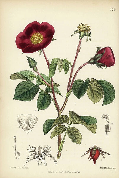 French rose or Provins rose, Rosa gallica. Handcoloured lithograph by Hanhart after a botanical illustration by David Blair from Robert Bentley and Henry Trimen's Medicinal Plants, London, 1880