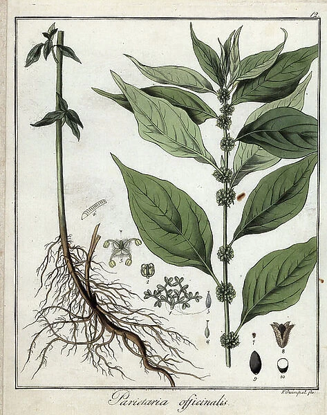 Friedrich Gottlob Haynes (1763-1832), Berlin, 1822 - Wall pellitory, Parietaria officinalis - Handcoloured copperplate by F. Guimpel from Dr. F. G. Hayne's Medical Botany, Berlin, 1822