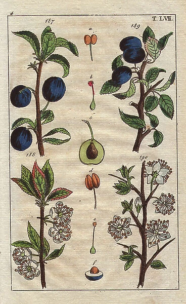 Fruit, blossom and seeds of plum varieties, blue damson, sloe or blackthorn, Prunus insititia, P. spinosa