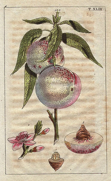 Fruit, blossom, stone and segment of the peach tree, Amygdalus persica