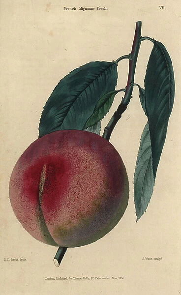 Fruit and leaves of the French Mignonne peach, Prunus persica