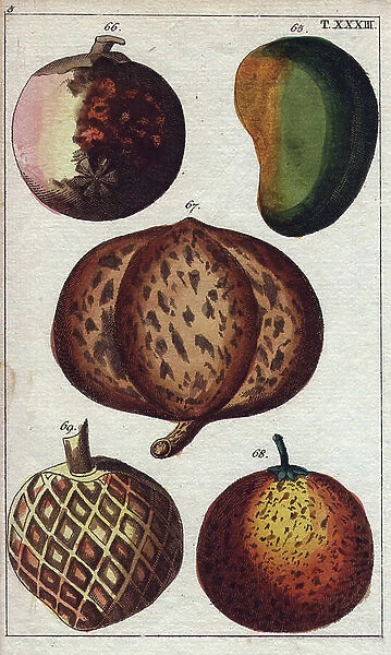 Fruits of mango, mango, oboto or djimbo, sapotillier or corossol and attract it or apple cinnamon. Coloured copper engraving, based on an illustration by Gottlieb Tobias Wilhelm (1758-1811), in Encyclopedie d'histoire naturelle