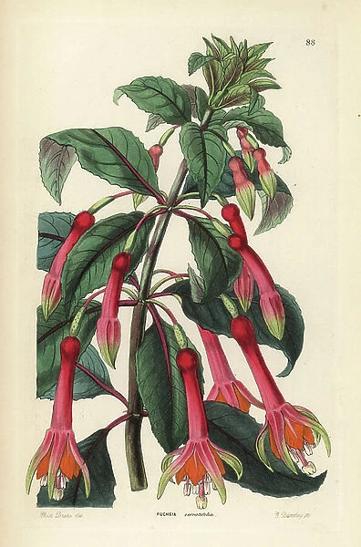Fuchsia denticulata (Saw-leaved fuchsia, Fuchsia serratifolia). Handcoloured copperplate engraving by G. Barclay after Miss Sarah Drake from John Lindley and Robert Sweet's Ornamental Flower Garden and Shrubbery, G. Willis, London, 1854