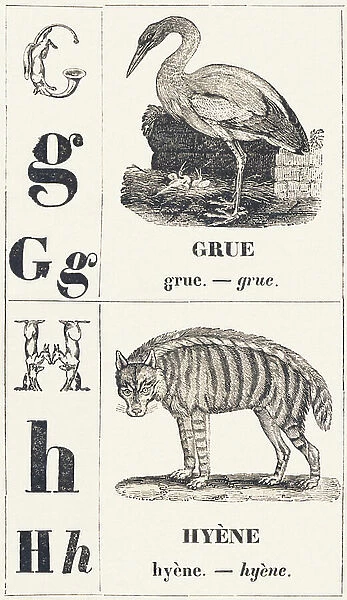 G H: Crane - Hyena, 1850 (engraving)
