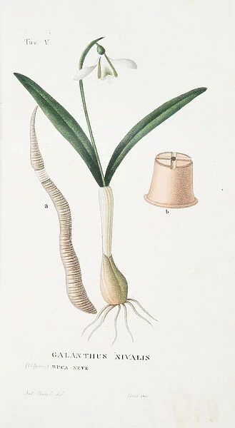 Galanthus Nivalis, Plate V, from L Antotrofia Ossia La Coltivazione De