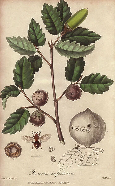Gall oak, Quercus lusitanica