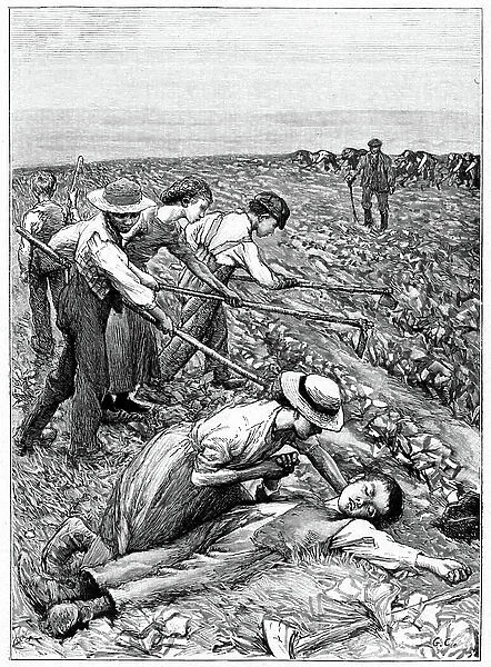 Gang System: teams of children were formed by contractor or ganger and hired out to farmers as agricultural labour, East Anglia, 1885 (engraving)