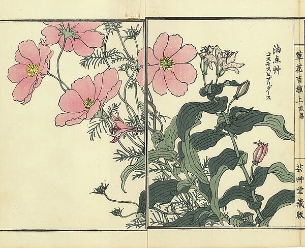 Garden cosmos or Mexican aster, Cosmos bipinnatus, and hototogisu or toad lily, Tricyrtis hirta. Handcoloured woodblock print by Kono Bairei from Kusa Bana Hyakushu (One Hundred Varieties of Flowers), Tokyo, Yamada, 1901
