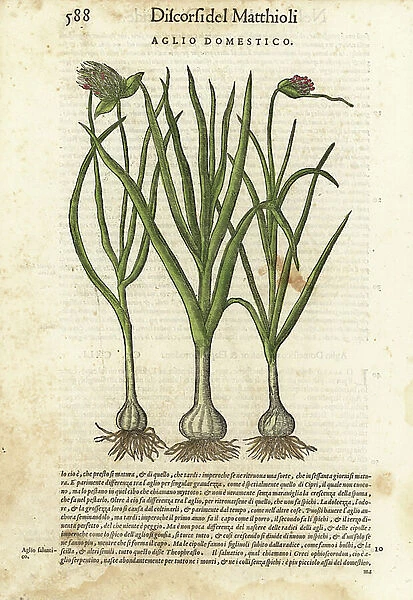 Garlic, Allium sativum (Aglio domestico). Handcoloured woodblock print by Wolfgang Meyerpick after an illustration by Giorgio Liberale from Pietro Andrea Mattioli's Discorsi di P.A