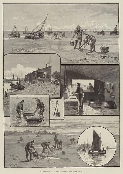 Gathering Cockles and Winkles on the Essex Coast (engraving)