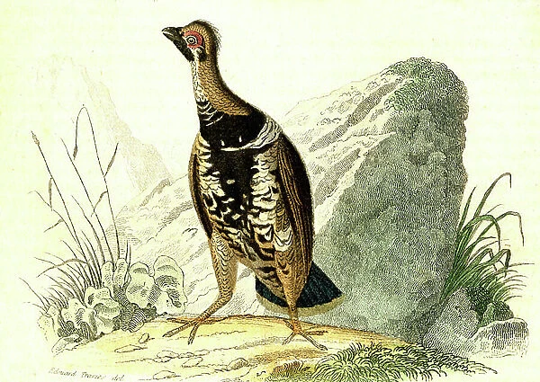 Gelinotte of Canada, Tetrao Canadensis (Natural History of Buffon). engraving 1856